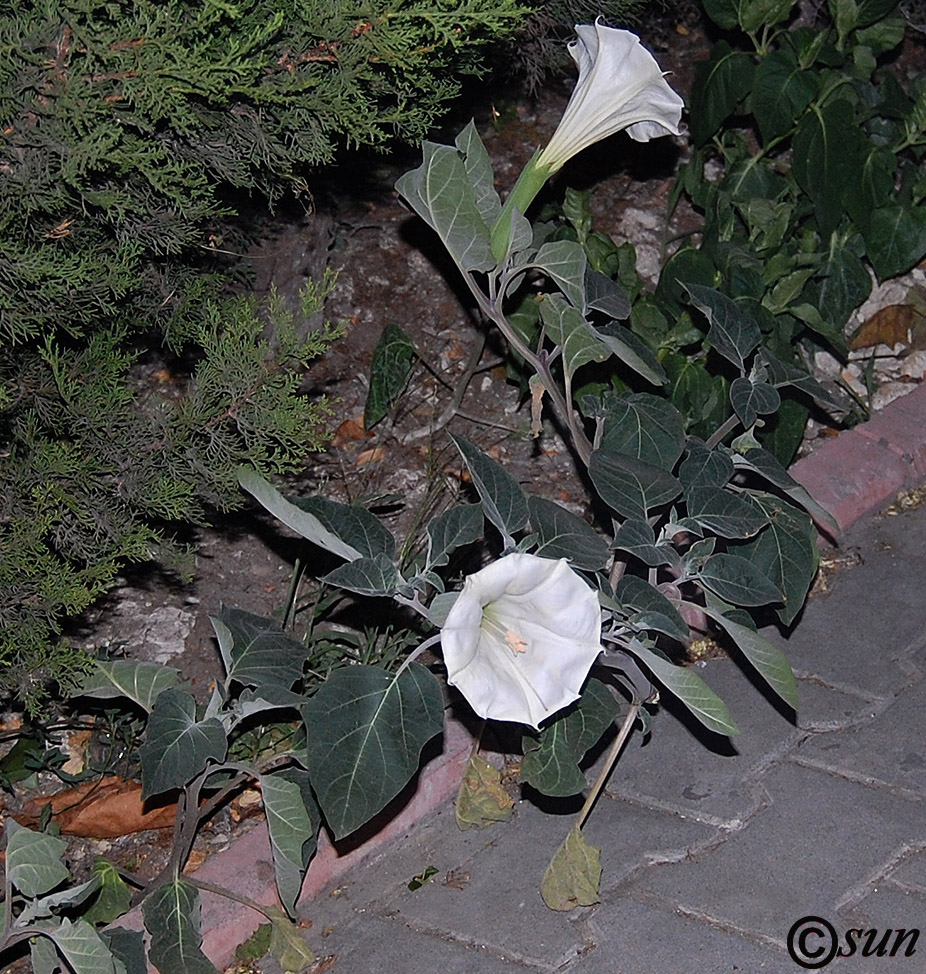 Image of Datura innoxia specimen.