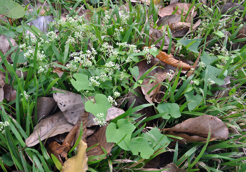 Image of Mikania cordifolia specimen.