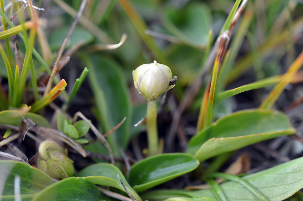 Image of Viola thianschanica specimen.