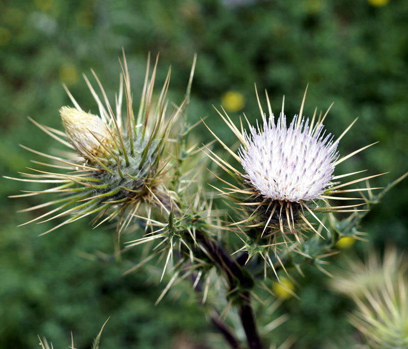 Image of Cirsium semenowii specimen.