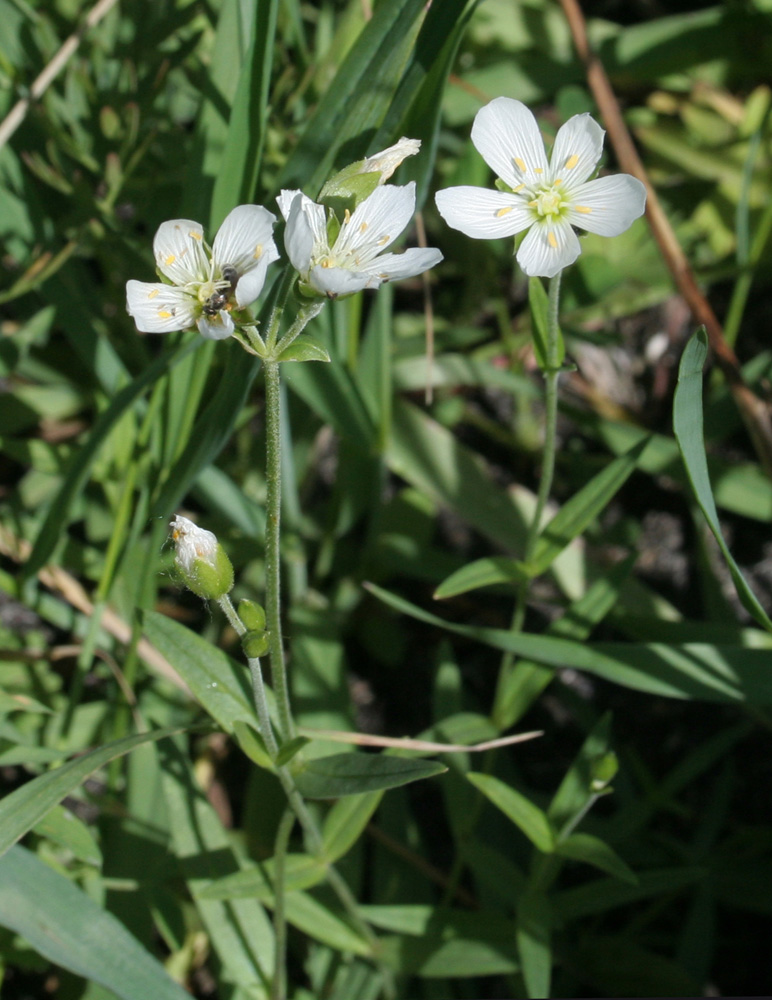 Image of Cerastium bungeanum specimen.