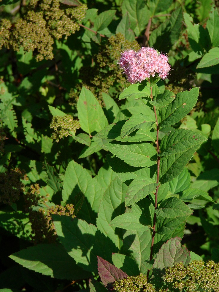 Image of Spiraea japonica specimen.