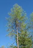 Larix sukaczewii. Крона взрослого дерева. Архангельская обл., Пинежский р-н, юго-восточные окр. Пинежского заповедника, лес в р-не распространения карста. 28.05.2013.