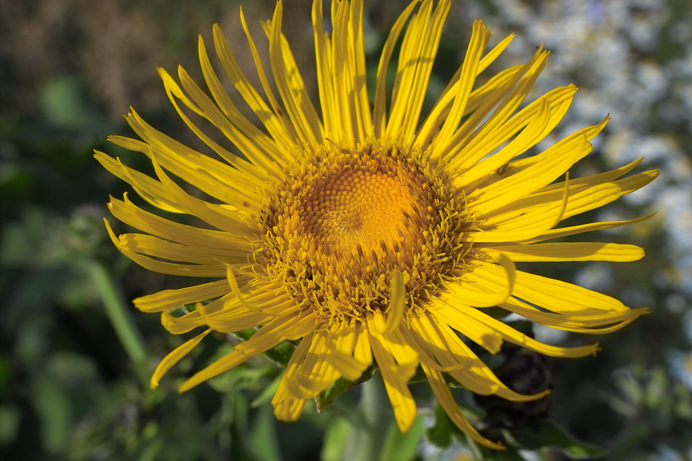 Image of Inula helenium specimen.