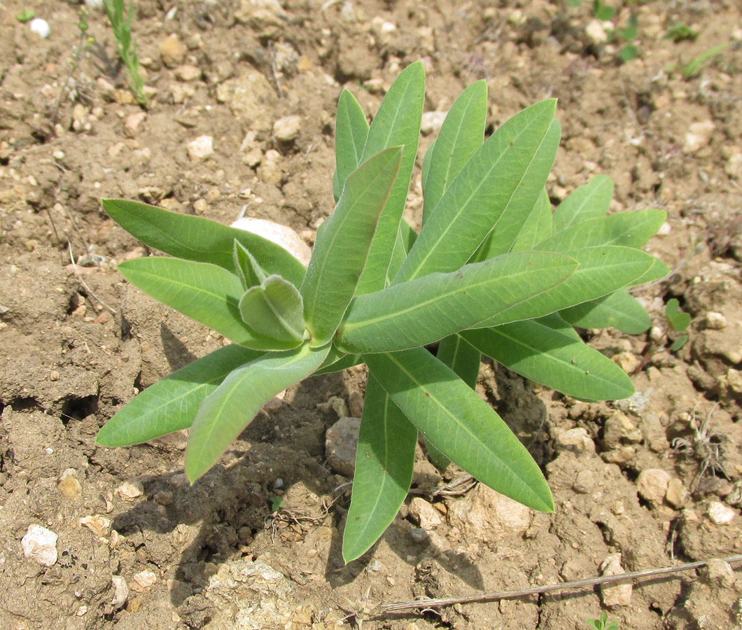 Image of Euphorbia agraria specimen.