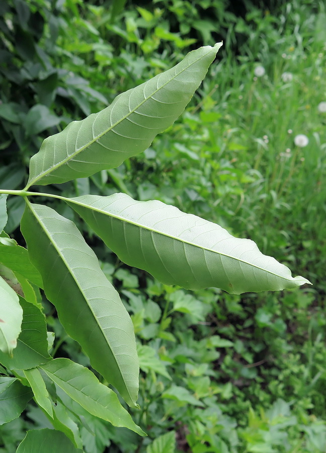 Изображение особи Fraxinus pennsylvanica.