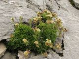 Saxifraga adenophora