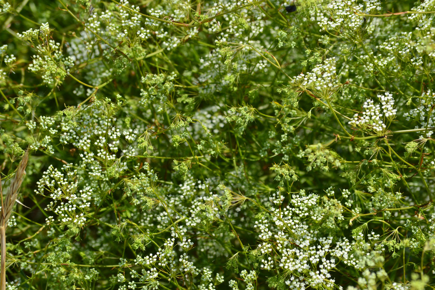 Изображение особи Falcaria vulgaris.