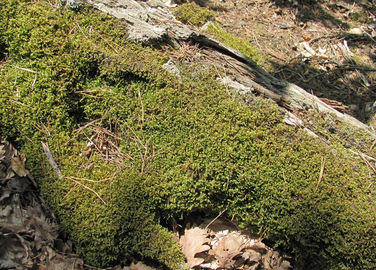 Image of Stereodon vaucheri specimen.