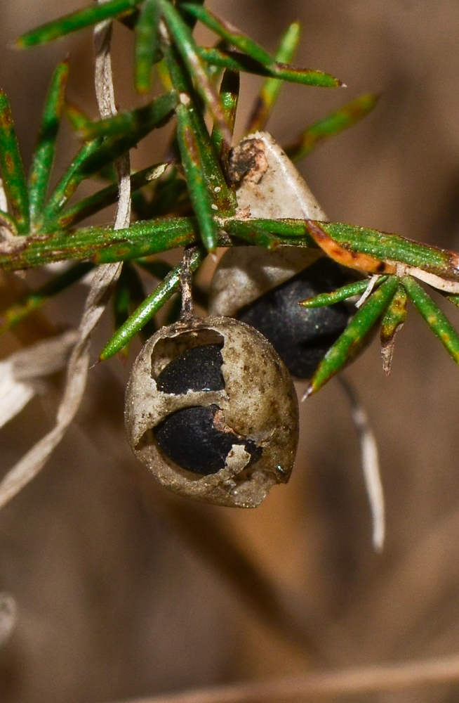 Image of Asparagus aphyllus specimen.