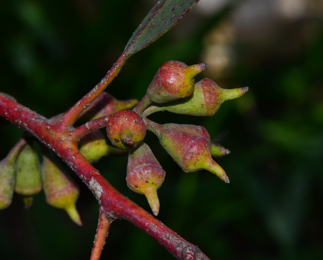 Image of genus Eucalyptus specimen.