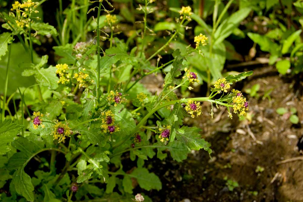 Изображение особи Rorippa palustris.