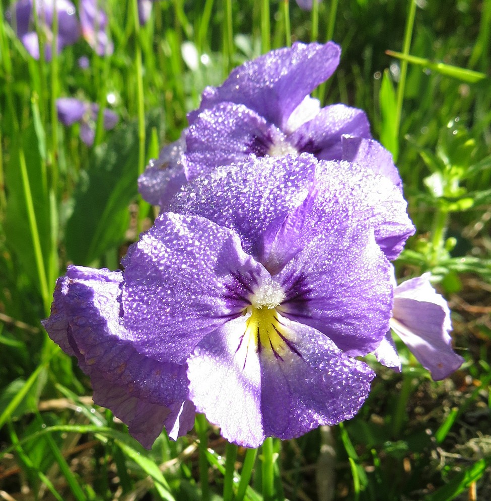 Image of Viola altaica specimen.