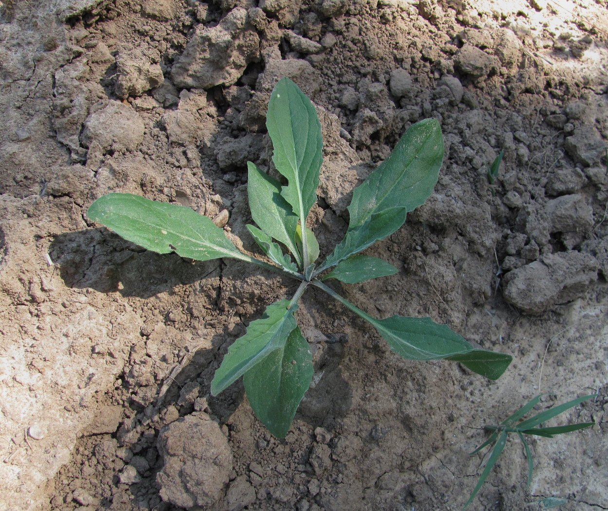 Image of Cardaria draba specimen.