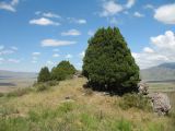 Juniperus semiglobosa