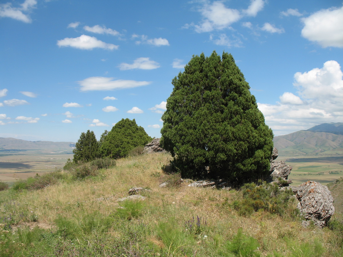 Image of Juniperus semiglobosa specimen.