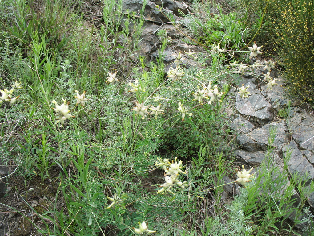 Image of Astragalus veresczaginii specimen.