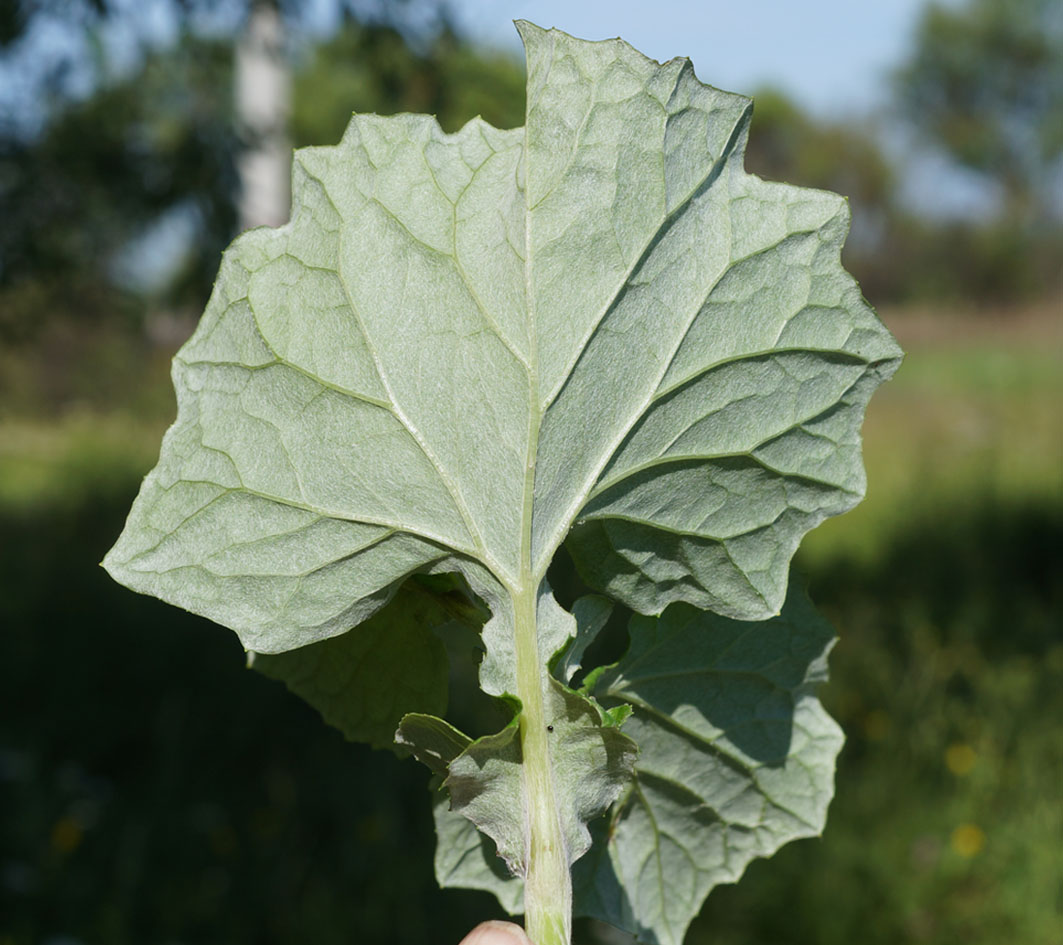 Image of Adenocaulon adhaerescens specimen.