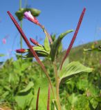 Epilobium algidum. Верхушка побега с соцветием с цветками, бутонами и плодами. Адыгея, Кавказский биосферный заповедник, северо-восточный склон горы Оштен, ≈ 2300 м н.у.м., субальпийский луг. 19.07.2015.