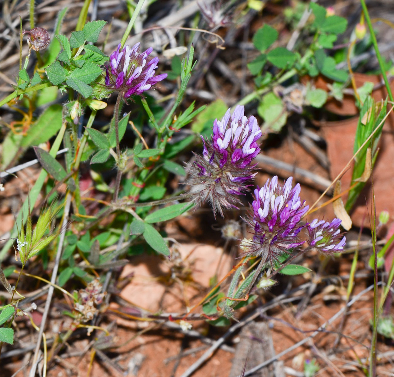 Image of Trifolium prophetarum specimen.