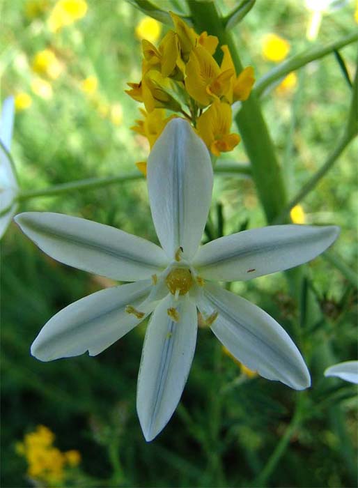 Изображение особи Ornithogalum ponticum.