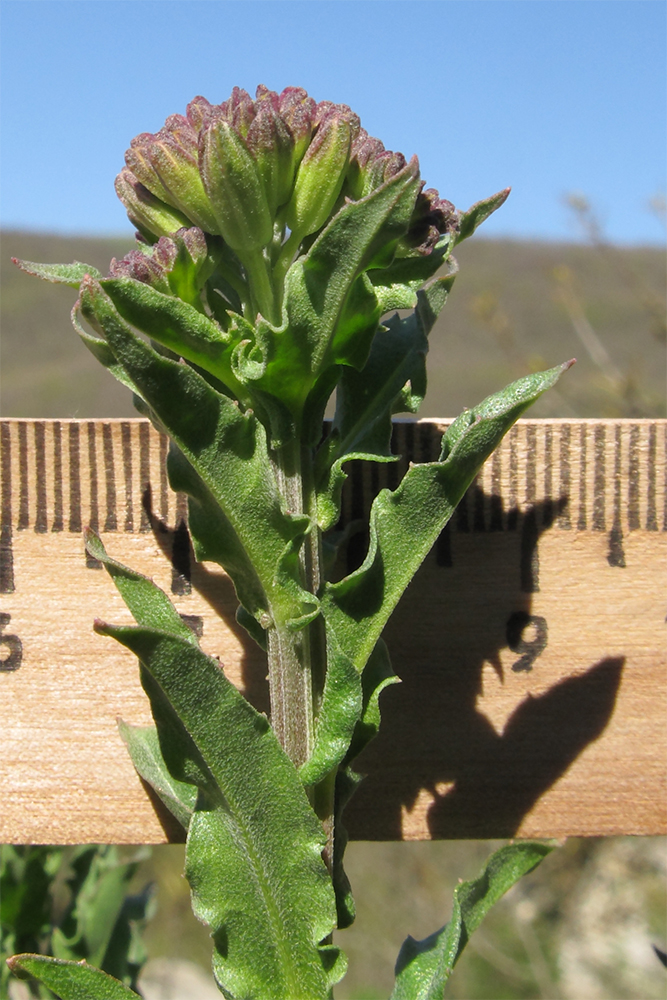 Изображение особи Erysimum cuspidatum.