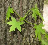 Смотреть изображение Liquidambar styraciflua