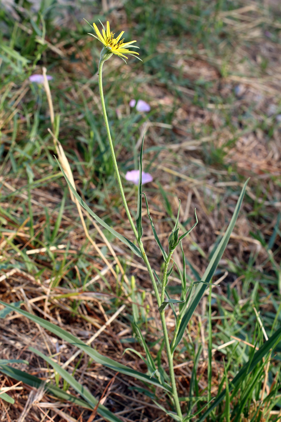 Изображение особи Tragopogon graminifolius.