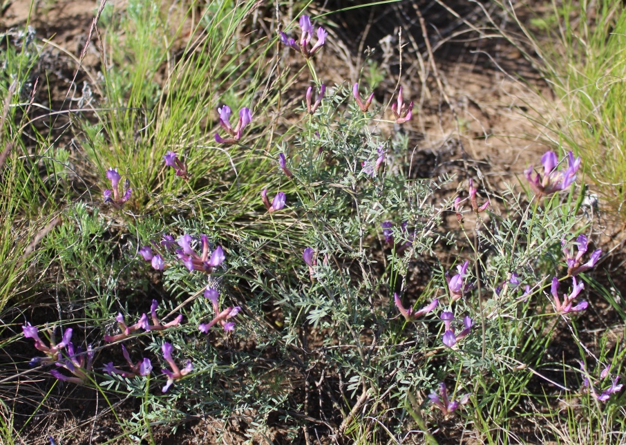 Изображение особи Astragalus temirensis.