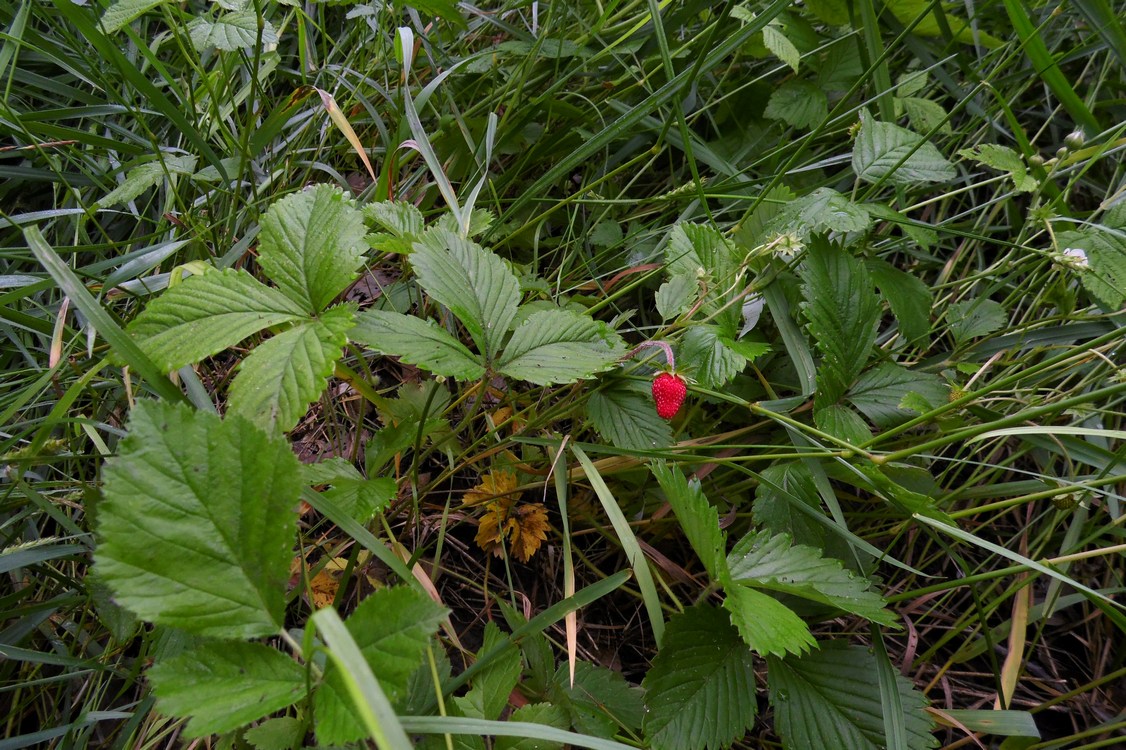 Image of Fragaria vesca specimen.