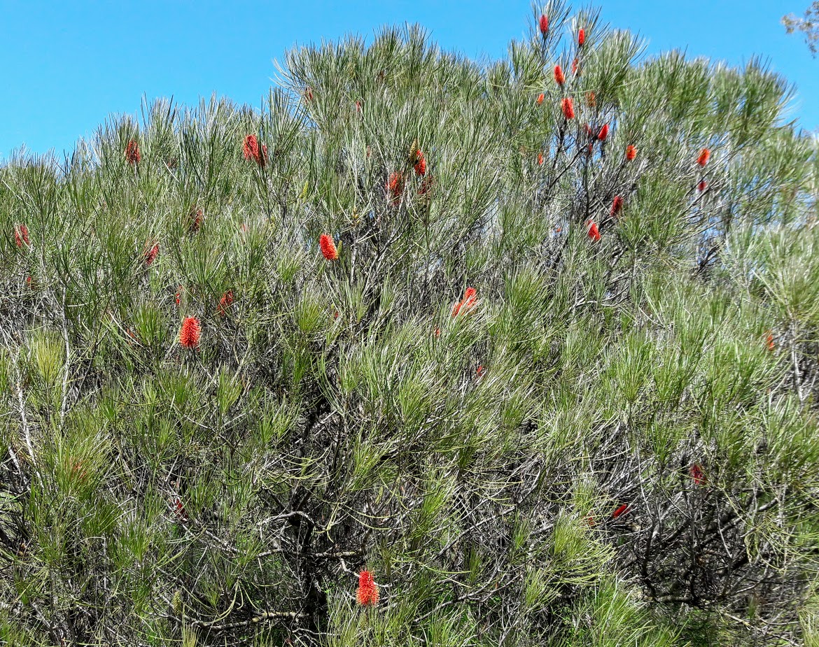 Image of Hakea bucculenta specimen.