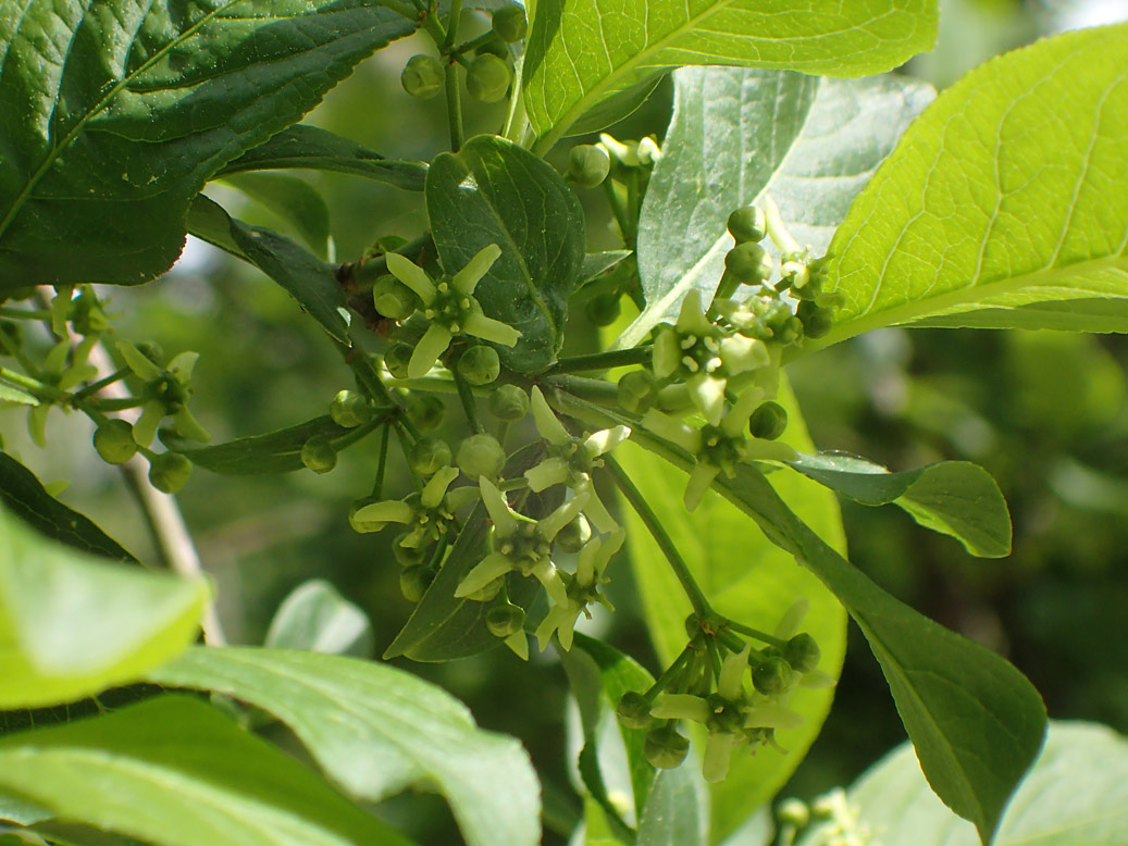 Изображение особи Euonymus europaeus.