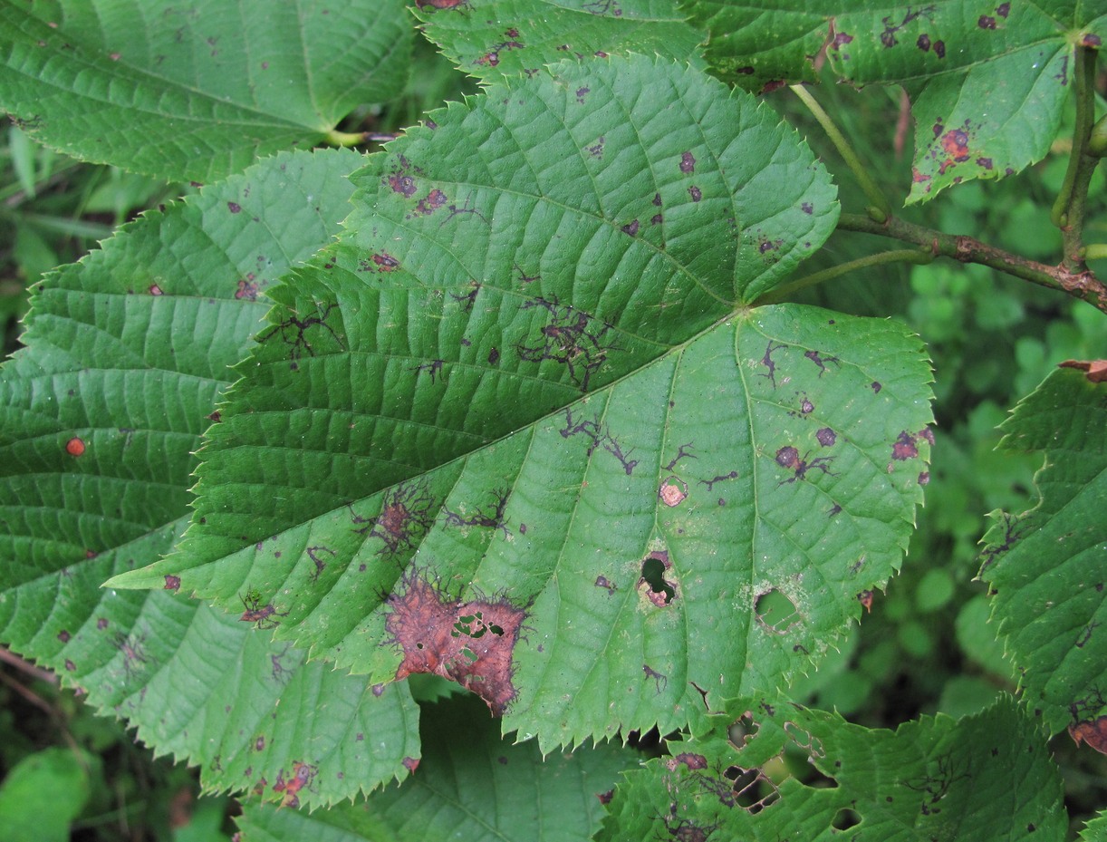 Image of Tilia begoniifolia specimen.