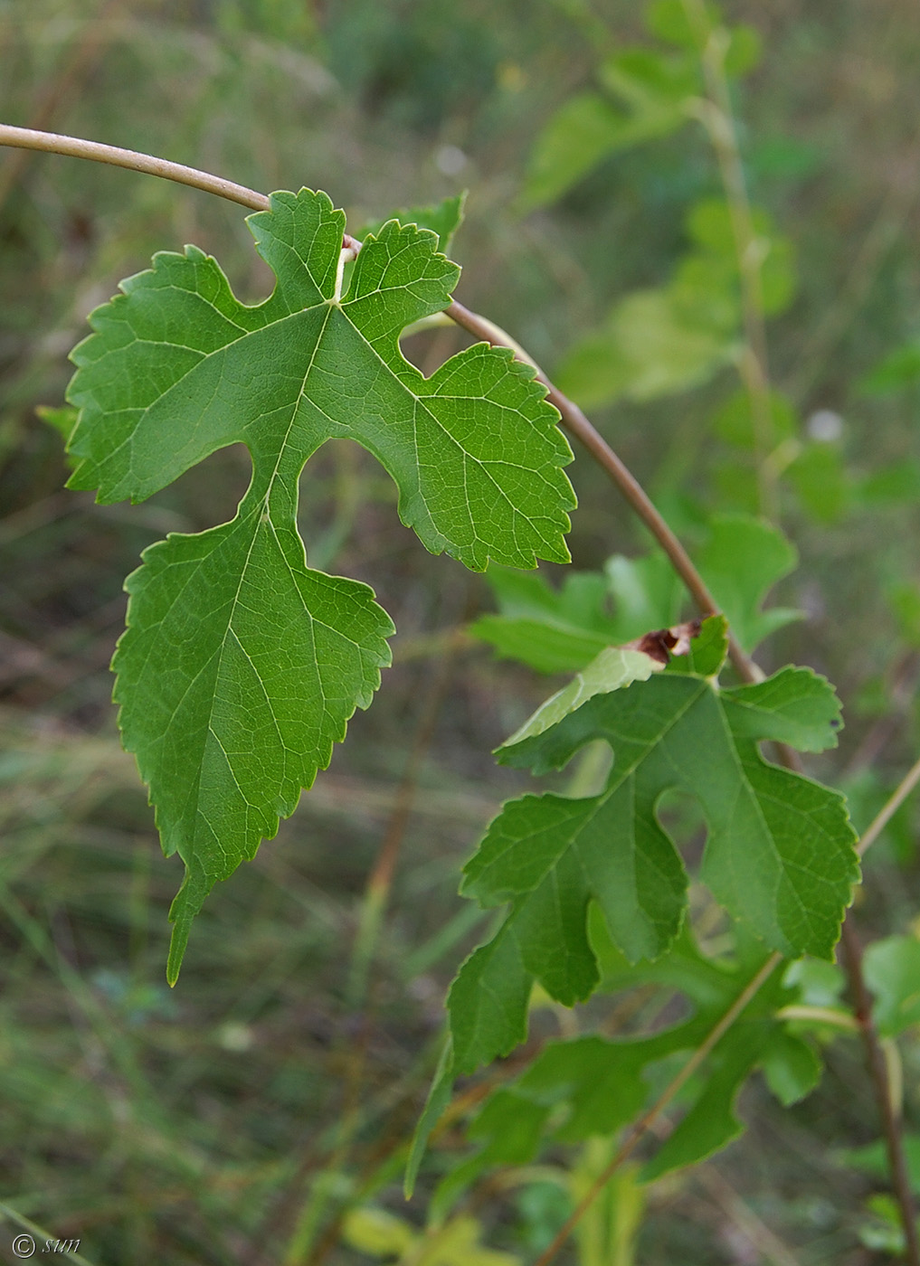 Image of Morus alba specimen.