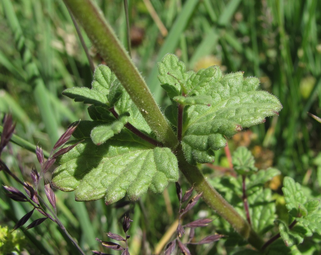 Image of Nepeta supina specimen.