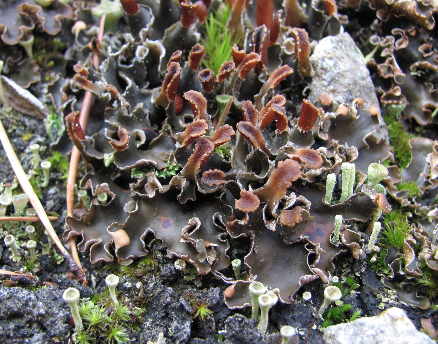 Image of genus Peltigera specimen.