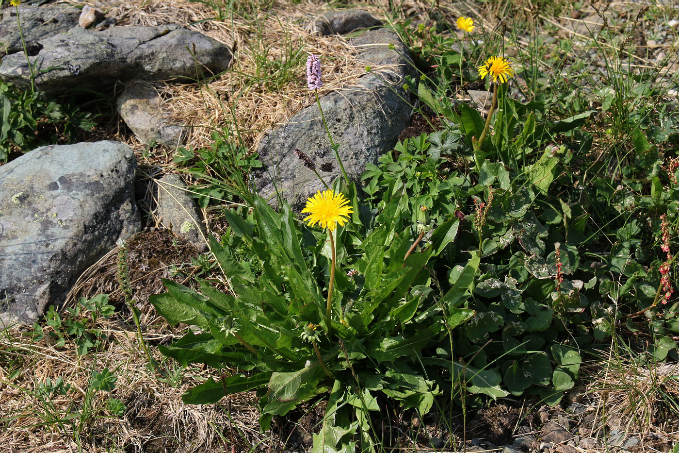 Изображение особи Taraxacum repletum.