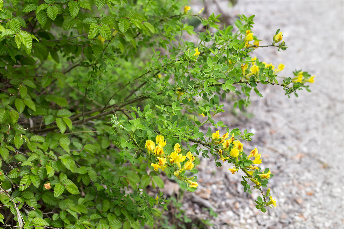 Image of Chamaecytisus ruthenicus specimen.