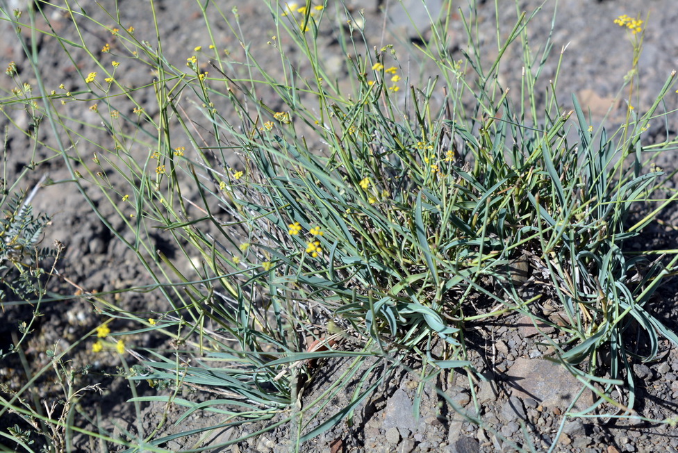 Image of Bupleurum polyphyllum specimen.