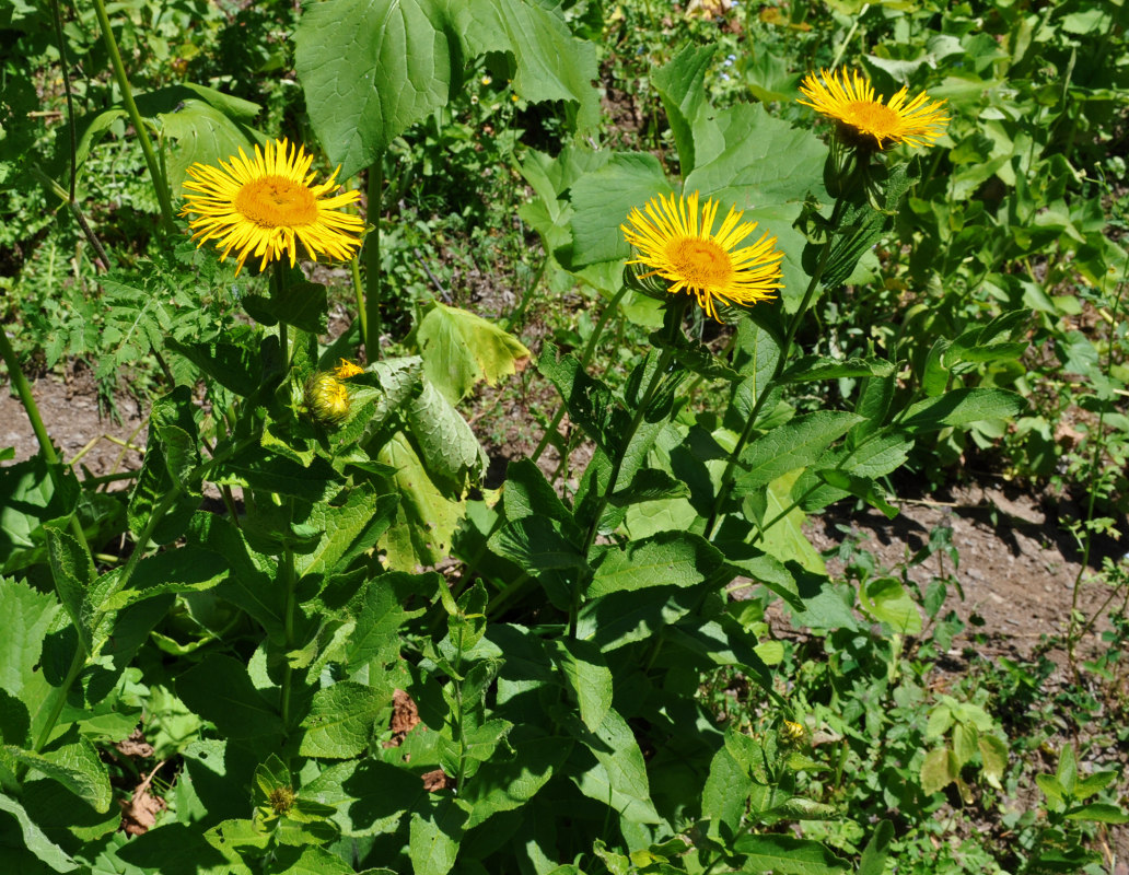 Image of Inula grandiflora specimen.