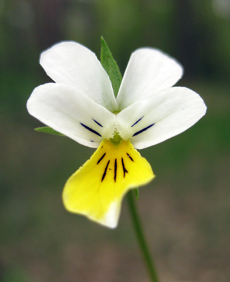 Изображение особи Viola tricolor.