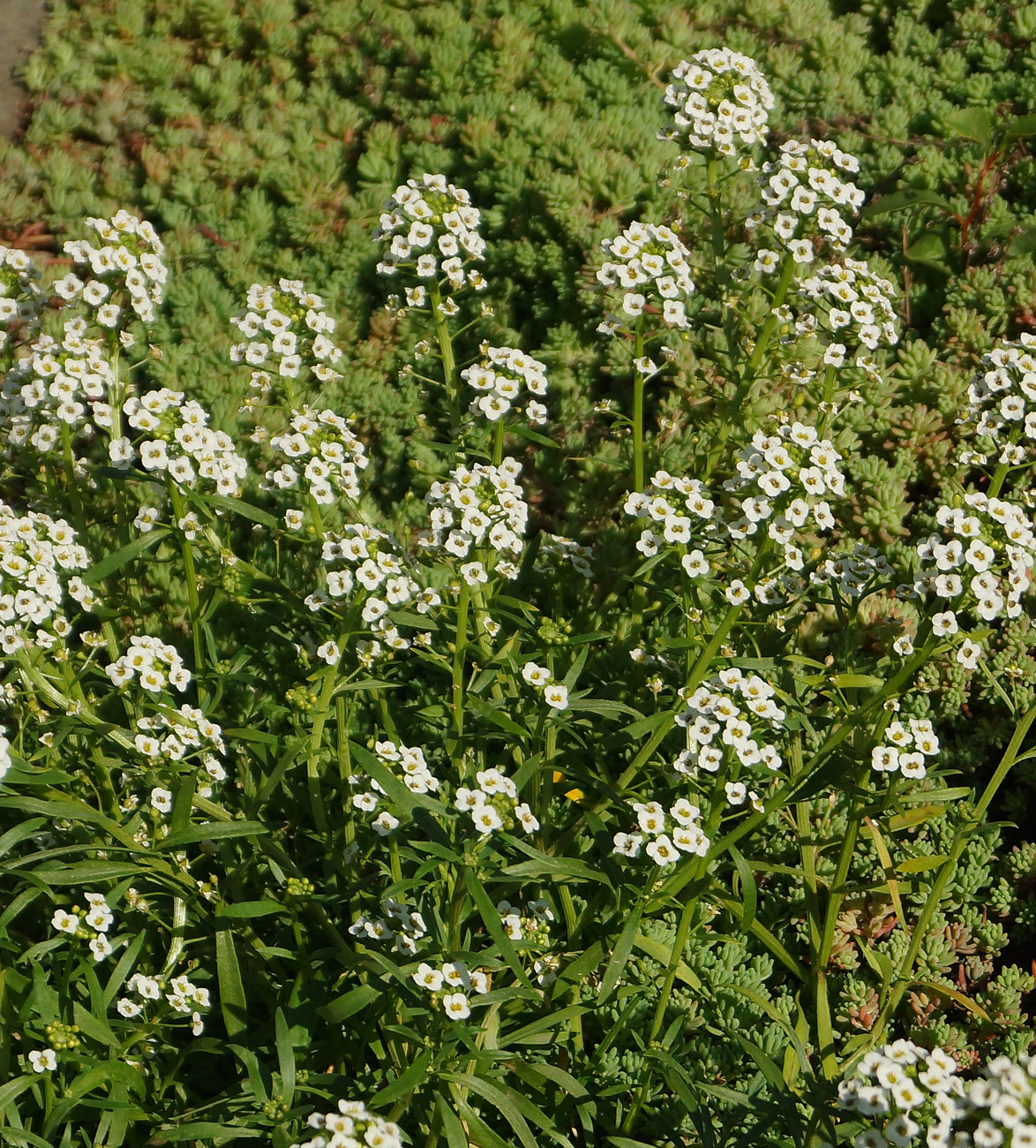 Image of Lobularia maritima specimen.