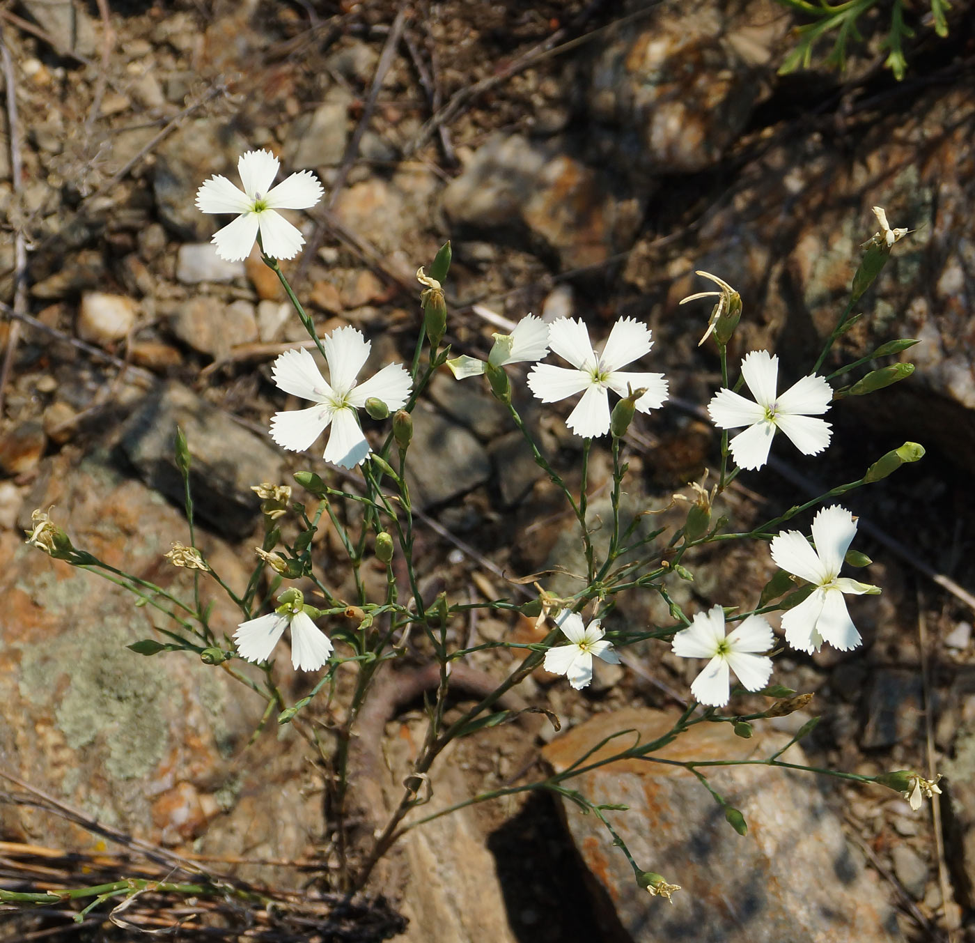 Изображение особи Dianthus ramosissimus.