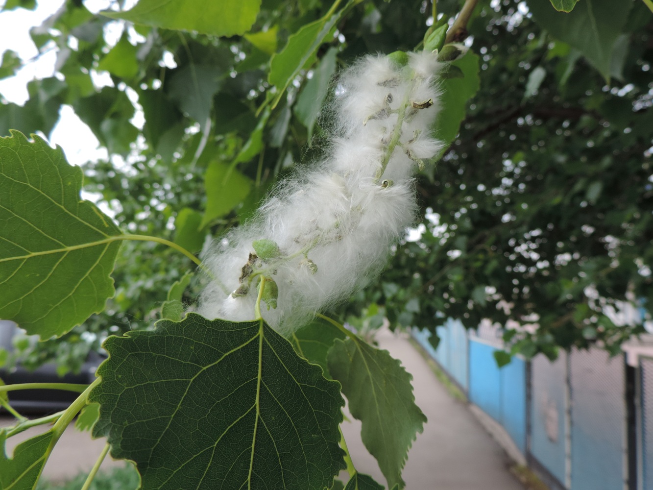 Image of genus Populus specimen.