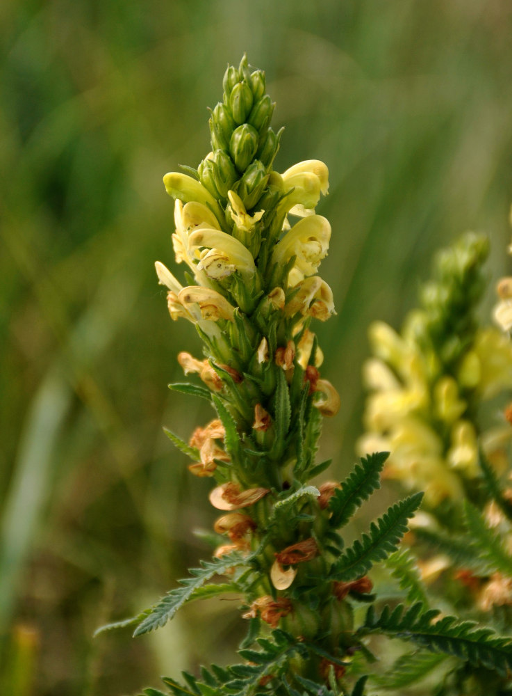 Image of Pedicularis kaufmannii specimen.