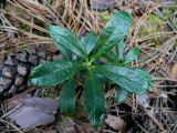 Chimaphila umbellata. Вегетирующее растение. Республика Татарстан, окр. г. Набережные Челны, Белоусская часть НП «Нижняя Кама» (Челнинское лесничество), сосновый лес. 01.08.2015.