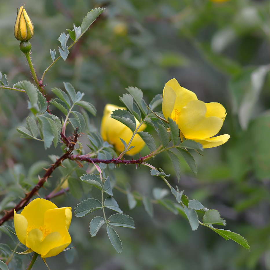 Image of genus Rosa specimen.