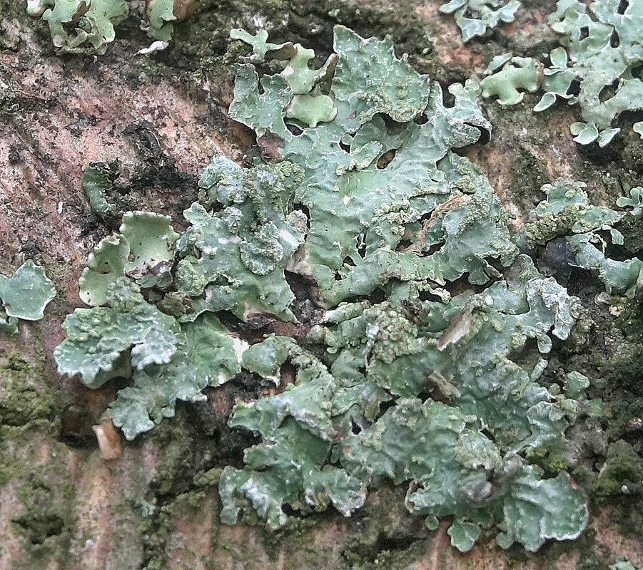 Image of Parmelia sulcata specimen.