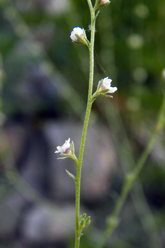 Image of genus Lappula specimen.