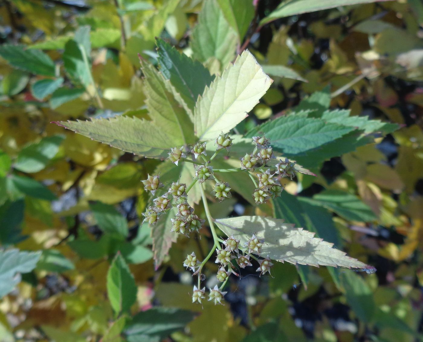 Image of Spiraea japonica specimen.